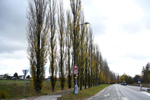 Kácení topolové aleje u hřebčince Písek